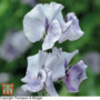 Sweet Pea 'Nimbus' - Seeds