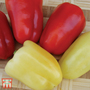 Sweet Pepper 'Boneta' - Seeds