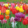 Tulip 'Majestic Mix'