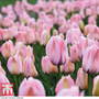 Tulip 'Bella Blush'