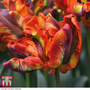 Tulip 'Rasta Parrot'