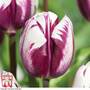 Tulip 'Blueberry Ripple'