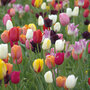 Tulip 'Everlasting Mixed'