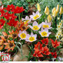 Tulip 'Ground Cover' Mix