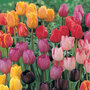 Tulip 'Darwin Mixed'