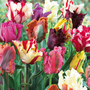 Tulip 'Parrot Mixed'
