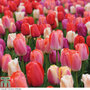 Tulip 'Sunset Shades'