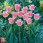 Tulip 'Pink Fountain'