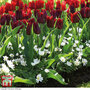 Tulip and Anemone Mix