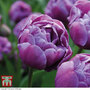 Tulip 'Blue Diamond'