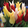 Tulip 'Elegant Mix'