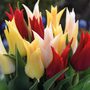 Tulip 'Elegant Mix'
