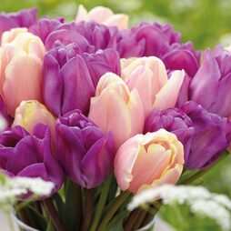 Tulip 'Magic Lavender' and 'Mango Charm' Collection
