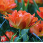 Tulip 'Exotic Orange'