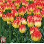 Tulip 'Suncatcher'