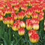 Tulip 'Suncatcher'