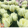 Tulip 'White Valley'