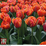 Tulip 'Queensday'