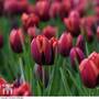 Tulip 'Slawa'