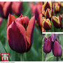 Tulip 'Striped Mix'