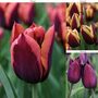 Tulip 'Striped Mix'