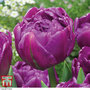Tulip 'Double Flag'