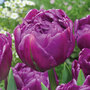 Tulip Double Flag