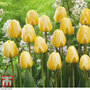 Tulip 'Cream Cocktail'