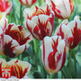 Tulip 'Carnaval de Nice'