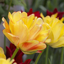 Tulip 'Akebono'