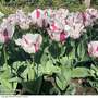 Tulip 'Alise'