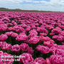 Tulip 'Amazing Grace'
