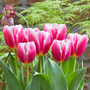 Tulip 'Angels Share'