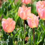 Tulip 'Apricot Beauty'