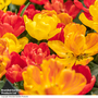 Tulip 'Baby Blend'