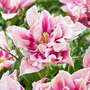 Tulip 'Ballade Exotic'