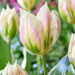 Tulip 'Blushing Artist'