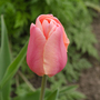 Tulip 'Blushing Lady'