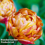 Tulip 'Brownie'