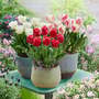 Tulip 'Calgary Mix'