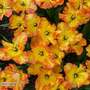 Tulip 'Caribbean Parrot'