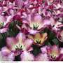 Tulip 'Colour Fusion'