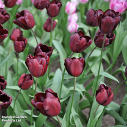 Tulip 'Continental'