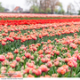 Tulip 'Coral Ruffles'