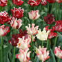 Tulip 'Coronet Mix'