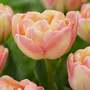 Tulip 'Creme Upstar'