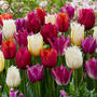 Tulip 'Crispa Mix'