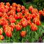 Tulip 'Dafeng'