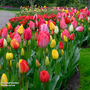Tulip 'Darwin Mixed'