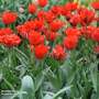Tulip 'Double Red Riding Hood'
